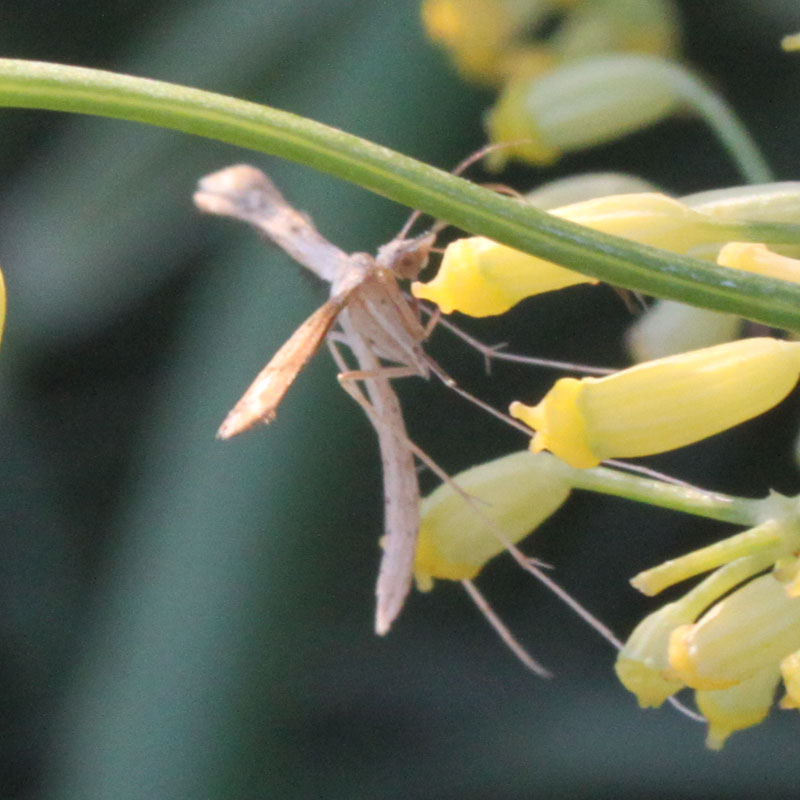 identificazione farfalla